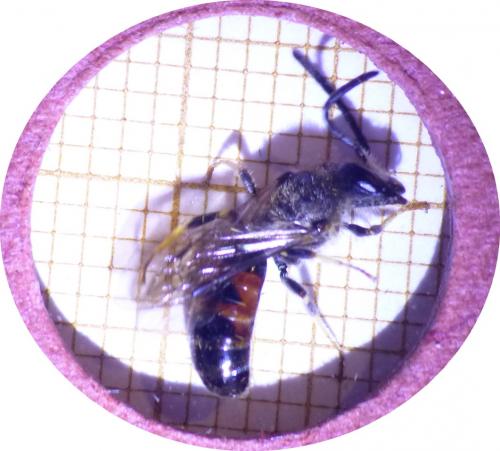Lasioglossum sp.